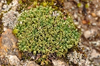 Werneria weberbaueriana
