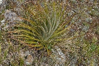 Young plant of 'Puya raimondii'