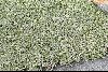 <em>Belloa longifolia</em>