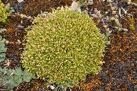 Arenaria crassipes