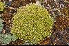 <em>Arenaria crassipes</em>