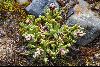 <em>Laennecia artemisifolia</em>