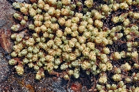 Paronychia andina subsp. purpurea