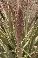 Puya cylindrica