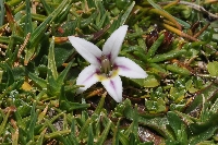 Lobelia oligophylla