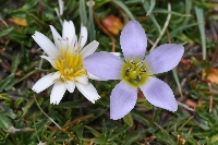 Perezia multiflora & 'Gentianella luteomarginata'