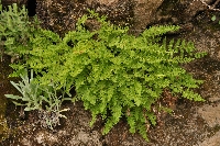 Woodsia montevidensis