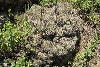 Echinopsis maximiliana