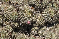 Echinopsis maximiliana