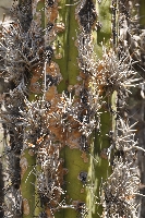 Tillandsia capillaris on 'Echinopsis cuzcoensis'