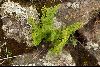 <em>Woodsia montevidensis</em>