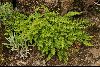 <em>Woodsia montevidensis</em>