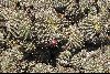 <em>Echinopsis maximiliana</em>