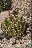 <em>Gnaphalium dombeyanum</em>