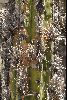 <em>Tillandsia capillaris on</em> 'Echinopsis cuzcoensis'