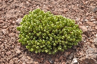 Xenophyllum poposum