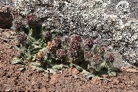 Valeriana globularis