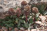 Valeriana globularis