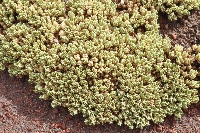 Pycnophyllum bryoides