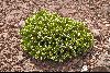 <em>Xenophyllum poposum</em>