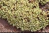 <em>Pycnophyllum bryoides</em>