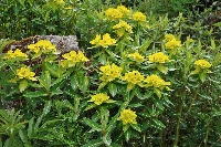 Euphorbia wallichii