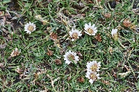 Werneria apiculata