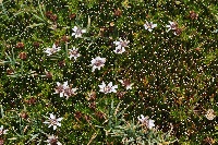 Werneria pygmaea & 'Distichia muscoides'