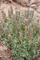Lupinus chrysanthus in 'seed'
