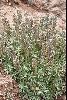 <em>Lupinus chrysanthus in</em> 'seed'