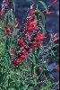 <em>Salvia oppositiflora</em>