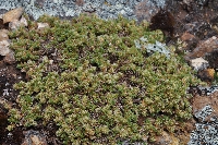 Paronychia andina