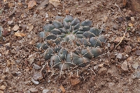 Neowerdermannia peruviana