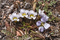 Gentianella cf. primuloides