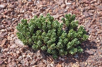 Xenophyllum poposum