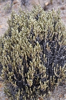 Loricaria graveolens