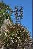 <em>Puya densiflora</em>