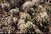<em>Tephrocactus floccosus</em>