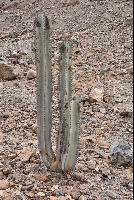 Neoraimondia macrostibas