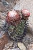 <em>Melocactus peruvianus</em>
