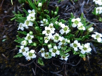 Pegaeophyton scapiflorum subsp. scapiflorum