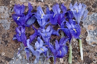 Variation 'Iris planifolia'