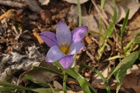 Romulea bulbocodium