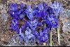 <em>Variation</em> 'Iris planifolia'