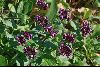 <em>Fedia cornucopiae</em>