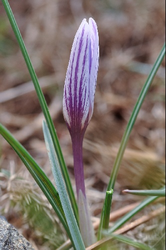 Crocus nevadensis