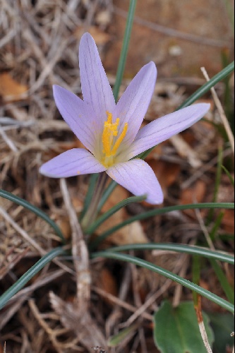 Crocus nevadensis
