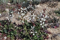 Eruca vesicaria subsp. sativa 'var.'