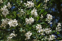 Exochorda racemosa