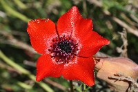 Anemone bucharica